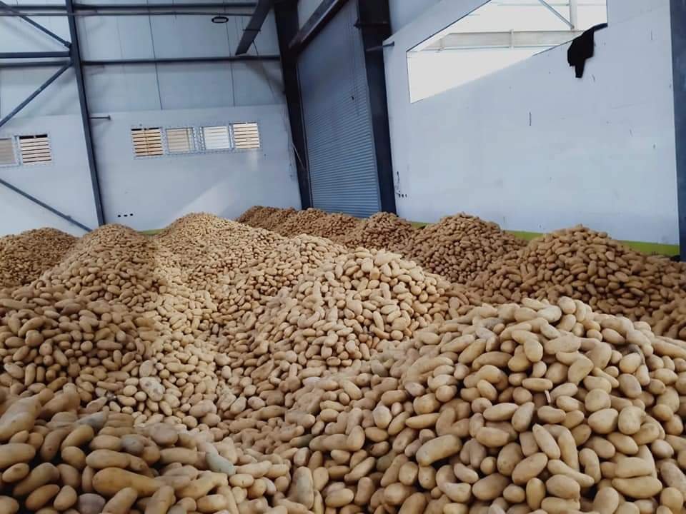 Harvested potatoes in a sorting facility