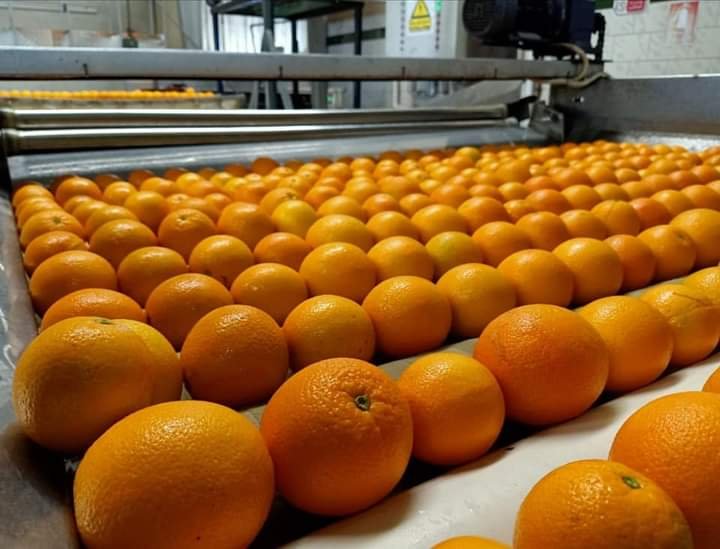 Oranges in a sorting facility