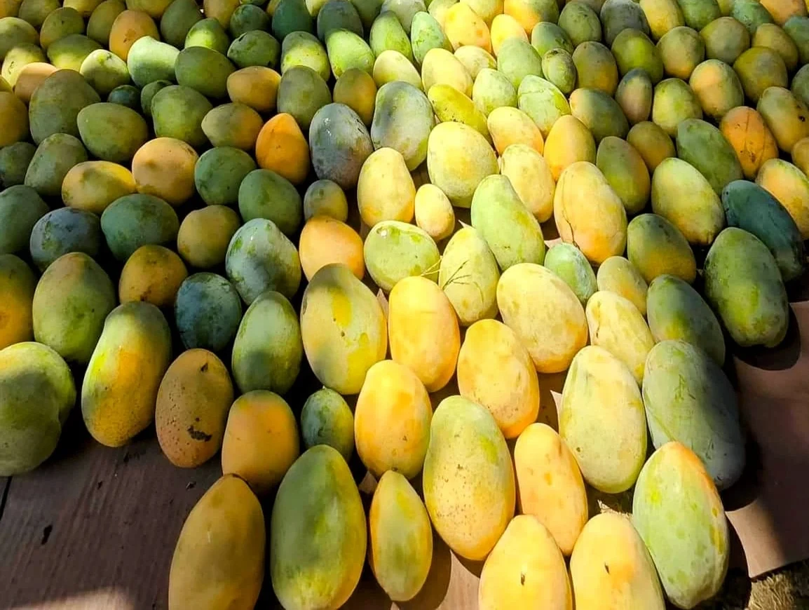 A large harvest of fresh mangoes laid out on the ground to cure in the sun.