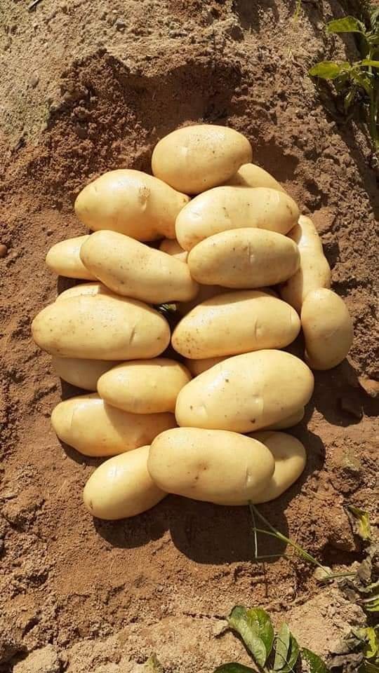A pile of freshly harvested Egyptian potatoes on the soil.
