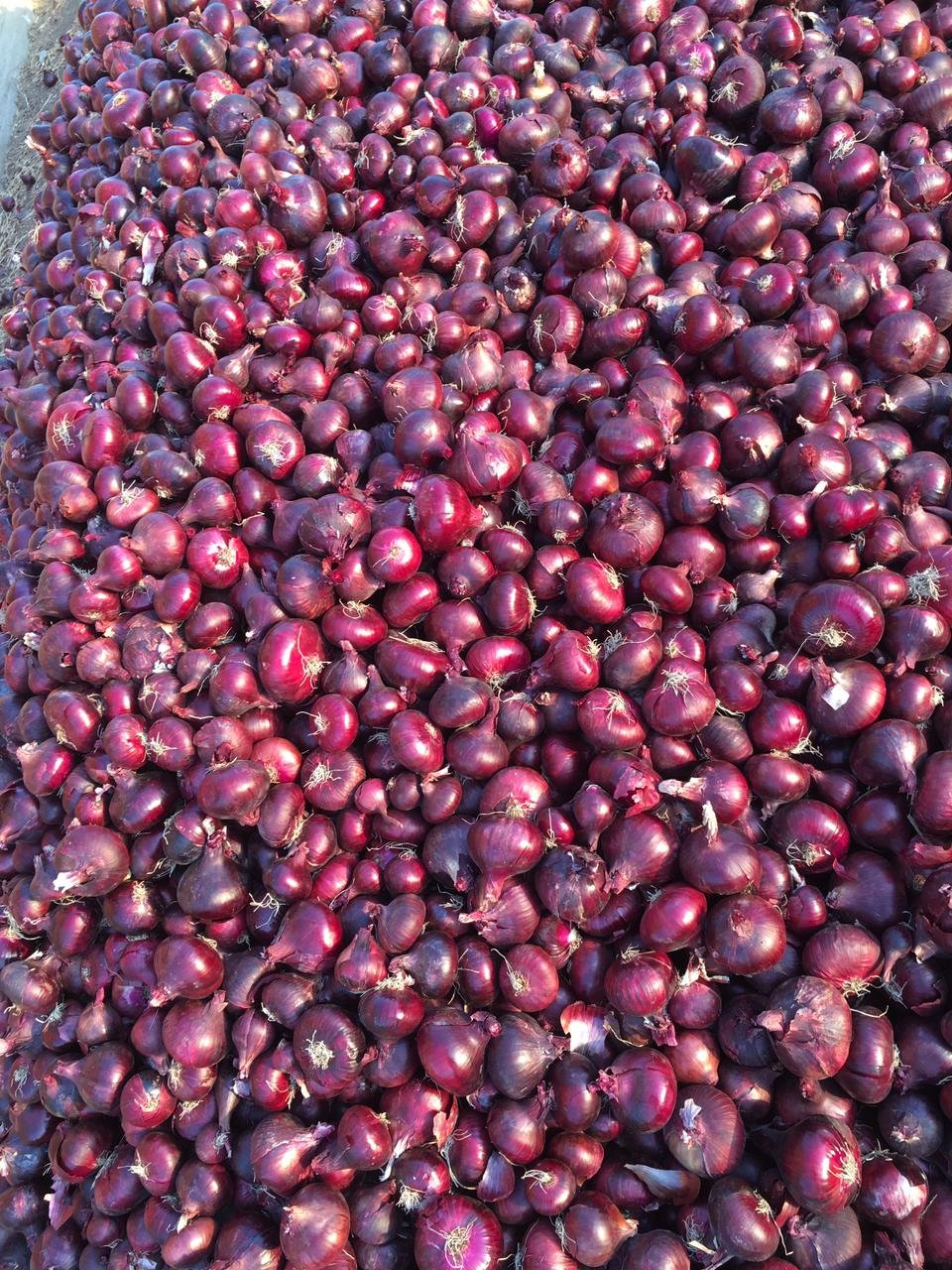 A large harvest of vibrant red onions curing in a field.