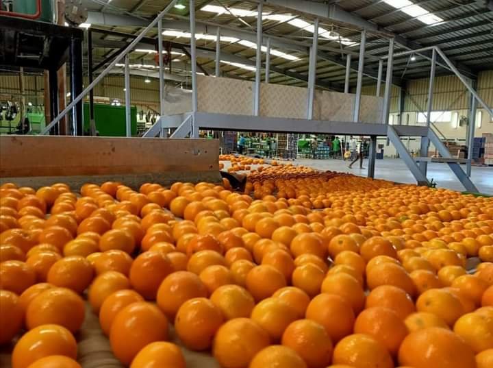 A crate of fresh Egyptian oranges, ready for export.