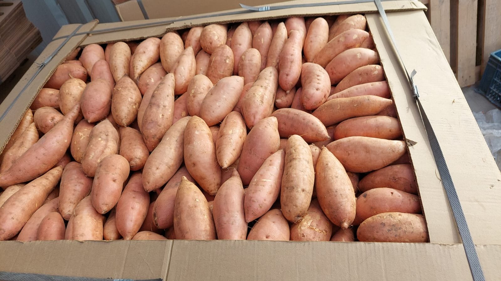 A large cardboard bin filled with orange-fleshed sweet potatoes.
