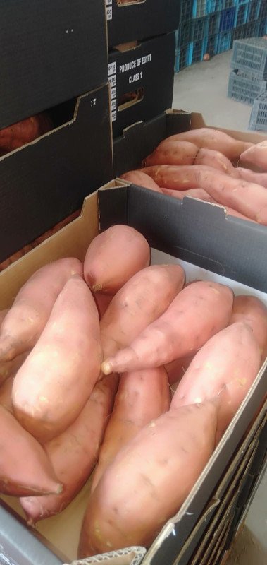 Orange-fleshed sweet potatoes, cleaned and ready for packing.
