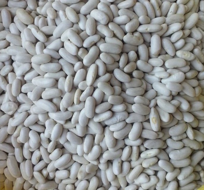 A close-up of high-quality, clean white kidney beans.